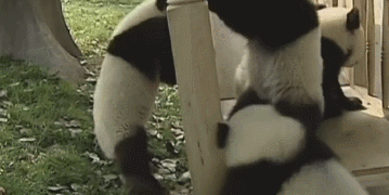 8.gif