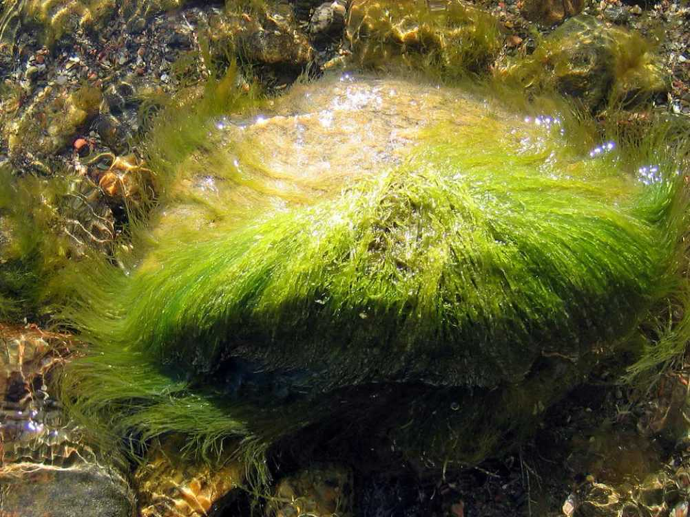 f7be78ba5bde4c548ab6777fe8d0ff50.png f7be78ba5bde4c548ab6777fe8d0ff50.png